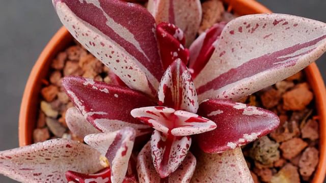 Tu Suculenta Lenophyllum