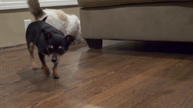 Sophie chihuahua *ADOPTED* смотреть онлайн