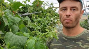 РЕМОНТАНТНЫЙ СОРТ МАЛИНЫ ПРИМАЛБА . СУПЕР НОВИНКА 2020. ПЕРВЫЕ ВПЕЧАТЛЕНИЯ ОТ ЯГОДЫ. ОПИСАНИЕ СОРТА