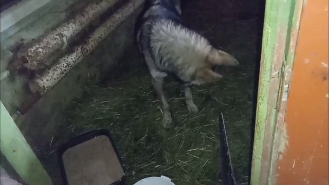 Вульф должен поправиться / Приют для собак г Ефремов смотреть онлайн