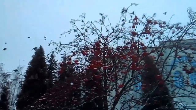 Свиристели объедают рябину в Минске зимой смотреть онлайн
