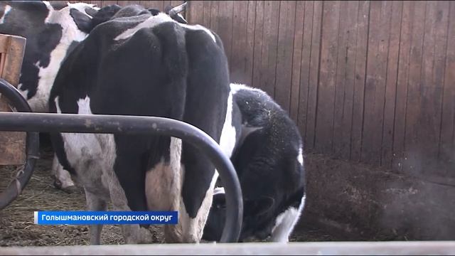 Высокие удои молока получают на мини-ферме в Голышмановском районе