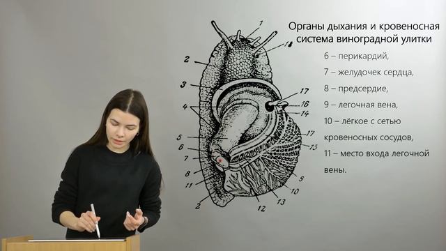 Зоология беспозвоночных. Моллюски — Брюхоногие смотреть онлайн