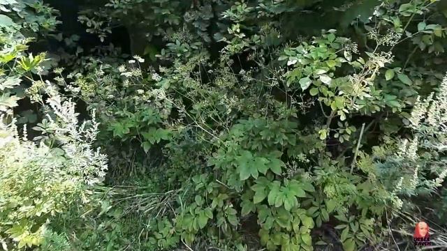 URBEX TRIP 3 часть: Невское, Лесистое (Нестеровский район) 8-9 августа 2020