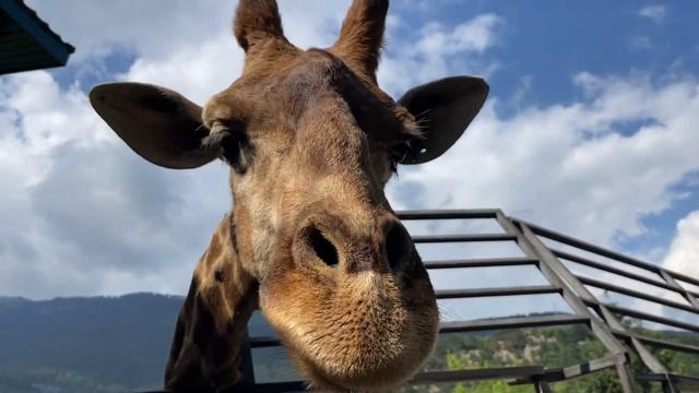 Вечерняя прогулка с ЖИРАФОМ! смотреть онлайн