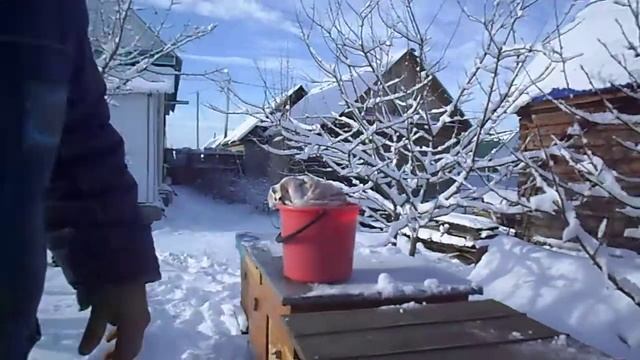 Зимовка пчелосемей без кормов