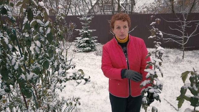 SOS – розы в снегу – что делать смотреть онлайн