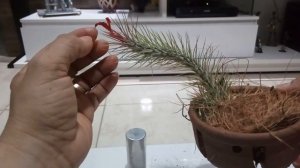 Bromélia Tillandsia Funckiana, nova integrante no meu jardim