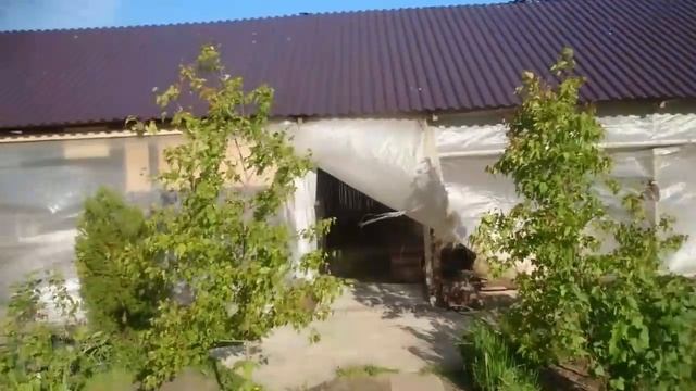 Влог #10 //птенцы чибиса, клён гиннала, брёвна вяза//Иван Серба май 2018г. смотреть онлайн