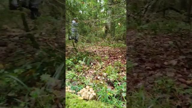 Белые опята. смотреть онлайн