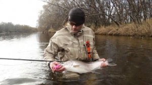 Steelhead Kamchatka