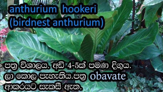 foliage anthurium verities/පත්රික ඇන්තූරියම් වර්ග смотреть онлайн