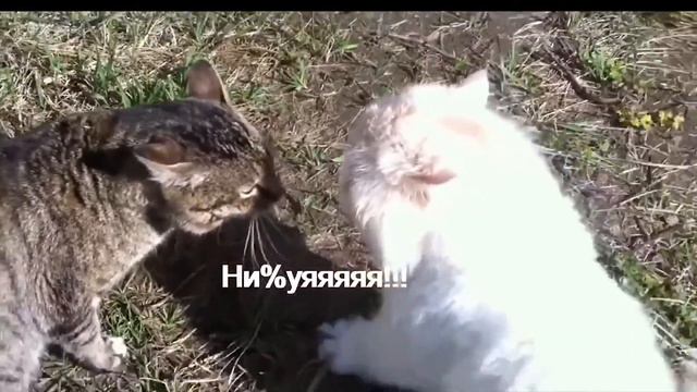Полный угар #1 (коты ругаются матом, ворона разговаривает) xD смотреть онлайн