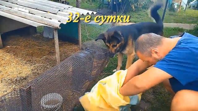 Запись на утят на весну Мускусные утки и бройлерные утки ST5 смотреть онлайн