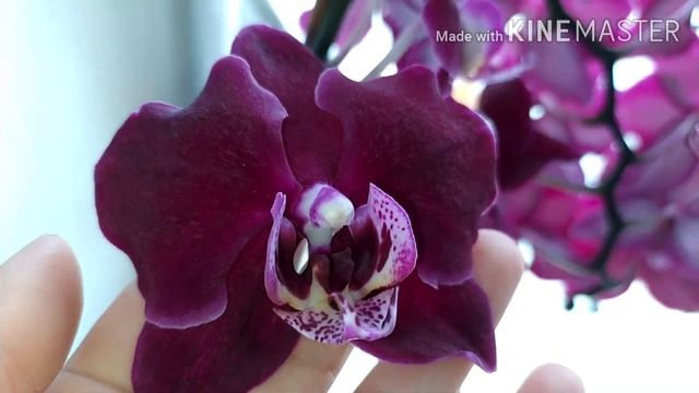 Обзор маминых окон ОРХИДЕИ спасают от уныния апрель 2020 г. смотреть онлайн