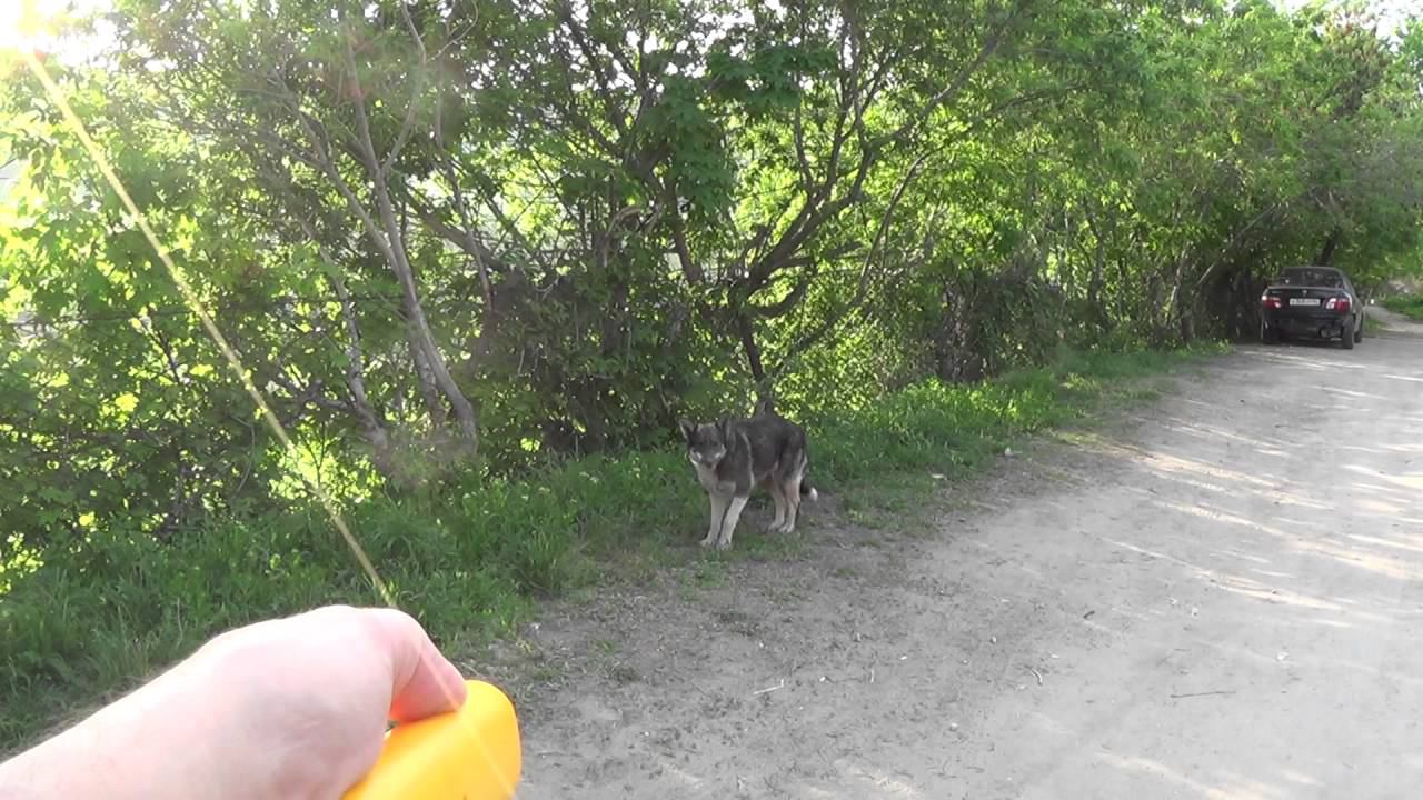 отпугиватель собак в работе смотреть онлайн