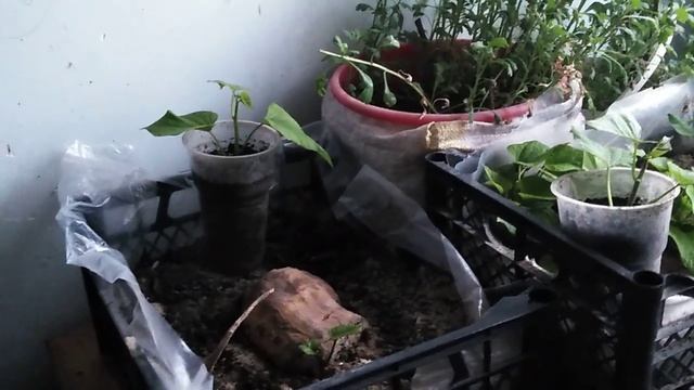 Батат, мой маленький опыт. смотреть онлайн