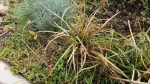 Сисюринхий узколистный. Куст осенью.