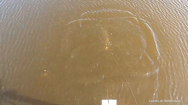 Ловим карасей, летом на хапугу