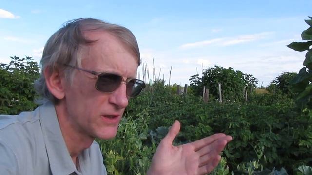 Вредители И Полезные Насекомые На Даче: На Горохе, Сборы Энтомолога около Киева, Украина смотреть онлайн