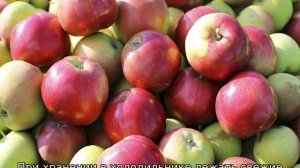 Яблоня Эрли Женева