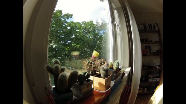 Кактус astrophytum senile смотреть онлайн