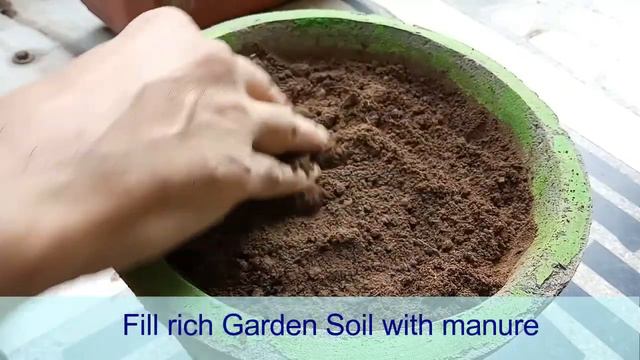 How To Grow Money Plant From Cuttings/100% Results/ऐसे लगाएं Money Plant/100% Grow करेगा।