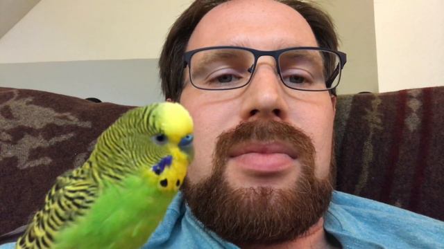 Pixel is learning to fly! + Kiwi repeats after me смотреть онлайн
