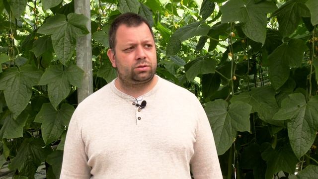 Краставици Македон F1 от Синджента - фаворит на пазара смотреть онлайн