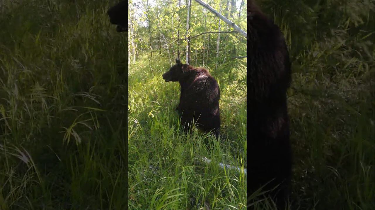 И выходит на подиум.... смотреть онлайн