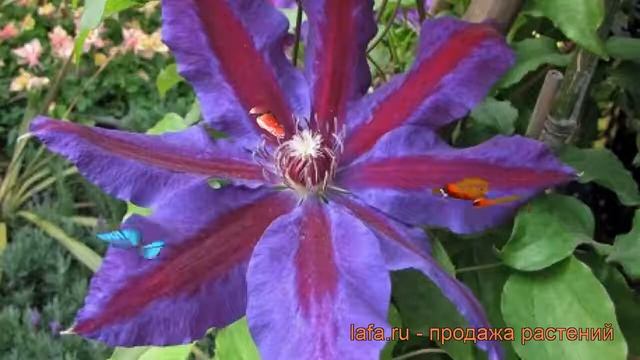 Клематис крупноцветковый Вайлдфаер (clematis) ? обзор: как сажать, рассада клематиса Вайлдфаер смотреть онлайн