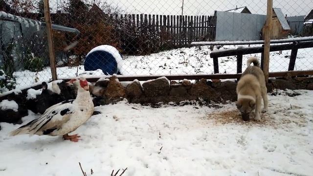Индоутки // Причина отказа от индоуток смотреть онлайн