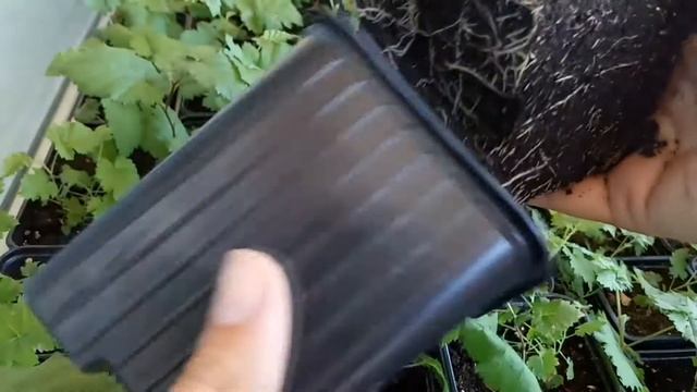 Ежевика инвитро через 2 месяца смотреть онлайн