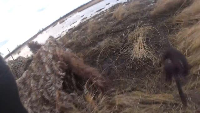 охота на гуся 2021г с нео 12. ТЫСЯЧНЫЙ НАЛЕТ ГУСЕЙ! смотреть онлайн