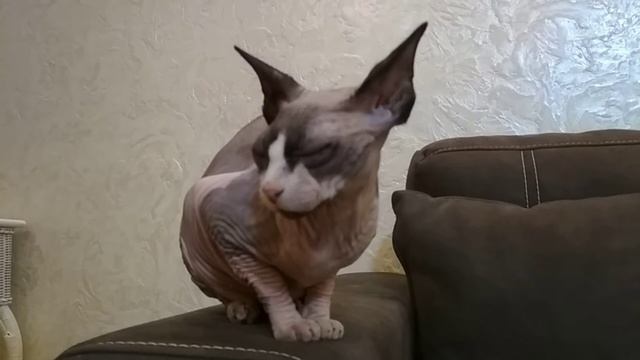 Кошка породы сфинкс в доме.//A Sphinx cat in the house.// смотреть онлайн