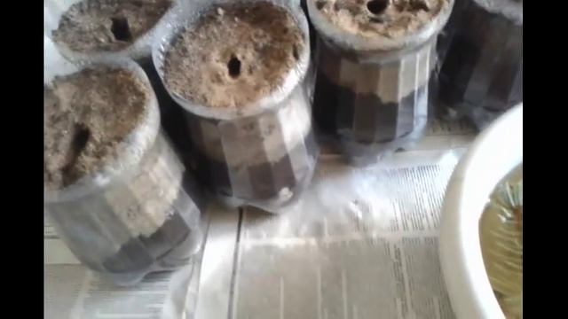 Выращивание голубой ели в домашних условиях / Посадка черенков / Мой опыт смотреть онлайн