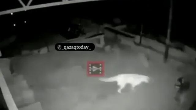 Волк и собака бой Алабай смотреть онлайн