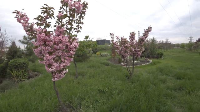 Прогулки по Киеву. Primula Veris в Сырецком Гаю, Березовый Гай, Парк Наталка. 7 мая смотреть онлайн