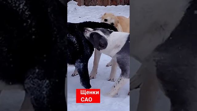 Щенки САО #алабай #сао #щенки #музыка #песни смотреть онлайн