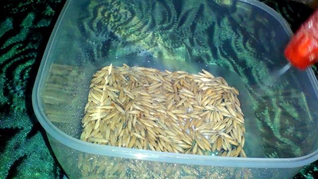 Как вырастить траву для кошек смотреть онлайн