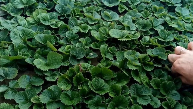 Рассада клубники.Выращиваем в песке клубнику. смотреть онлайн