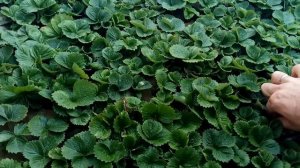 Рассада клубники.Выращиваем в песке клубнику.