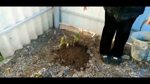 Готовим сад к зиме! смотреть онлайн