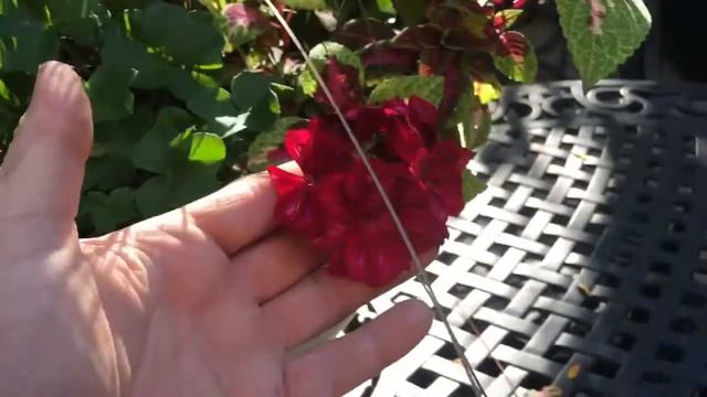 A Winning Combo I Can't Part With : Planting September