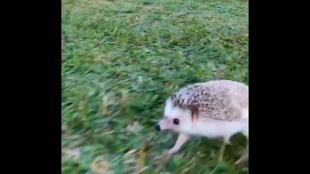 Spiky Floof смотреть онлайн