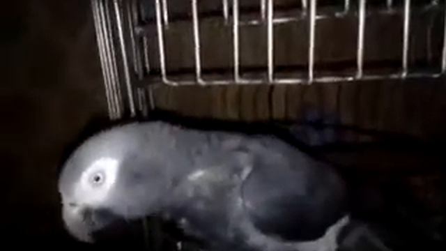 Попугай Кузя смотреть онлайн