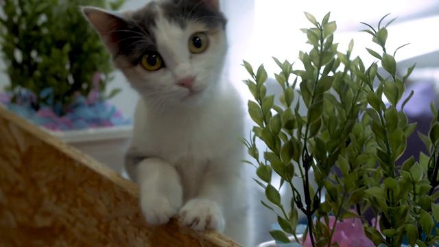 Котокафе | Кафе с котами рекламный ролик