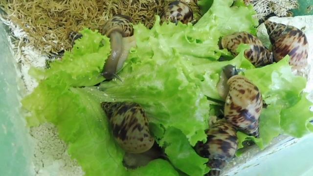 #8МАРТА АХАТИНЫ РЕТИКУЛЯТА - 6 СМ #КУПЛЮАХАТИНПРОДАЮУЛИТОК#МАРИМИСТИКПИТОМНИК смотреть онлайн