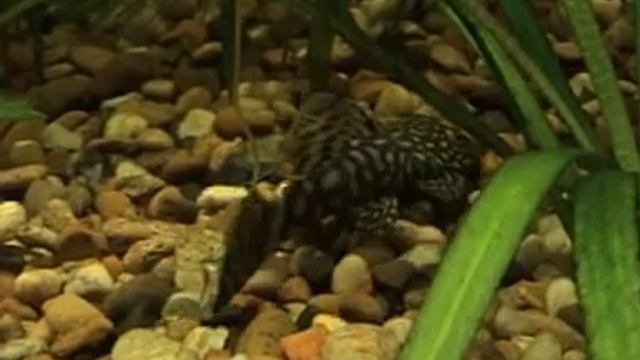 гуппи, самая похотливая рыбка смотреть онлайн