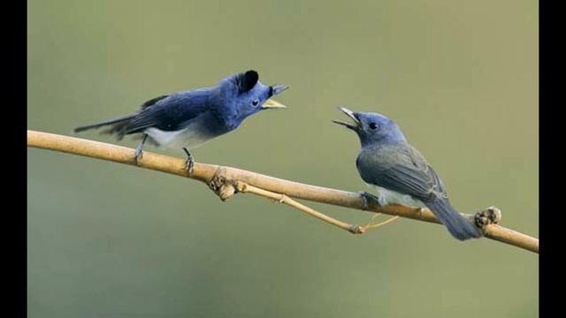 Пение птиц по утрам идеальная музыка, чтобы усыпить детей 1 час смотреть онлайн